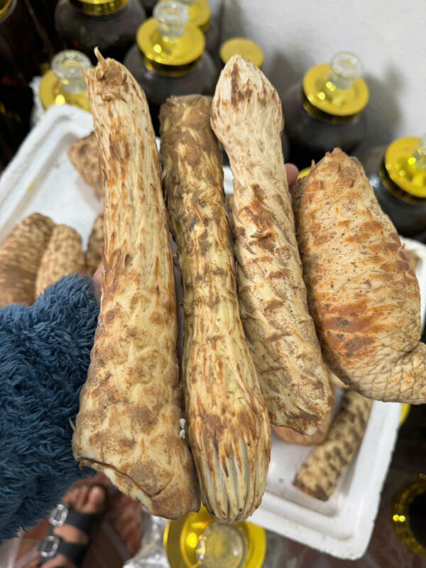 nhục thung dung tươi - Hình ảnh 3