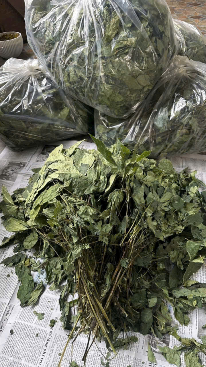 Lá Sâm Ngọc Linh khô - Ảnh 2