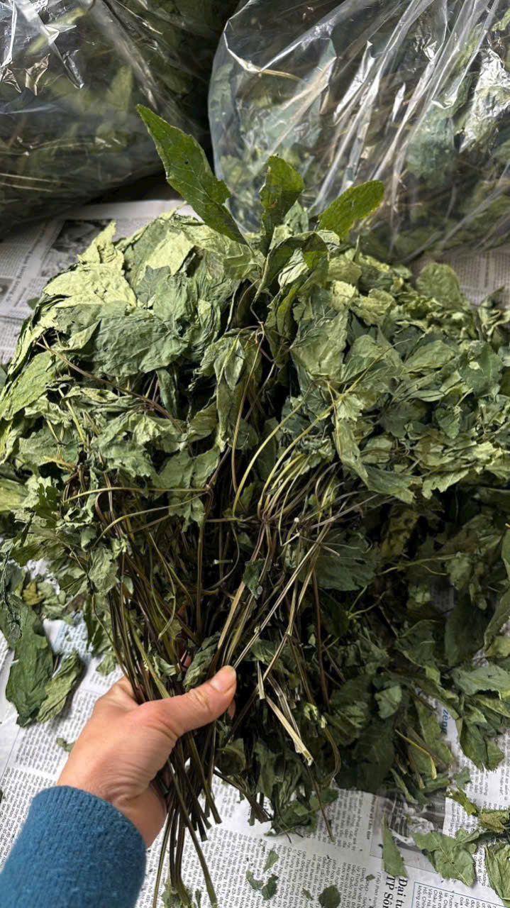 Lá Sâm Ngọc Linh khô