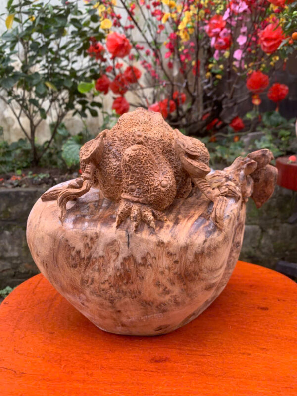 Cóc ngồi bao tiền - Hình ảnh 4