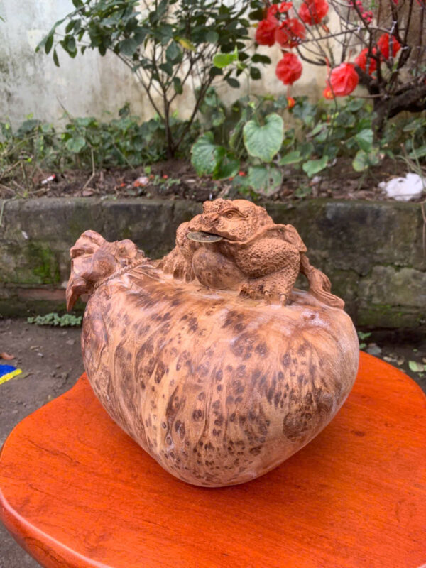 Cóc ngồi bao tiền - Hình ảnh 2