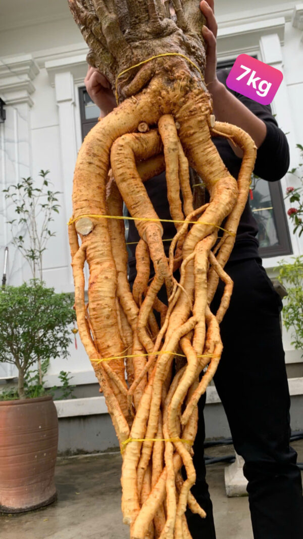 Đinh lăng