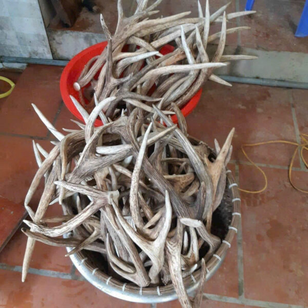 Cao Ban Long