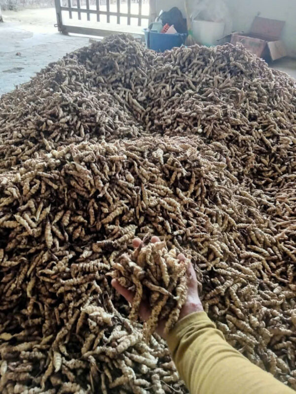 đông trùng đá - Hình ảnh 2