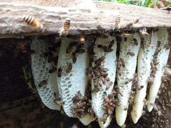 MẬT ONG HOA TRẮNG - Hình ảnh 5