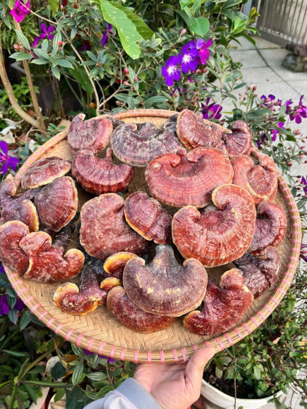 NẤM LIM XANH CHUẨN RỪNG