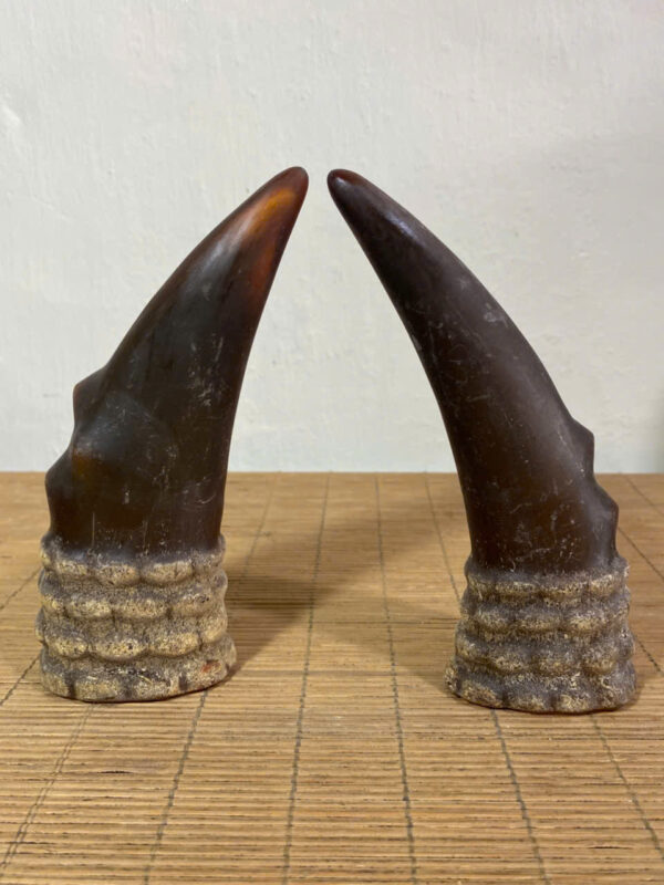 Cặp  sừng sáng thấu quang
