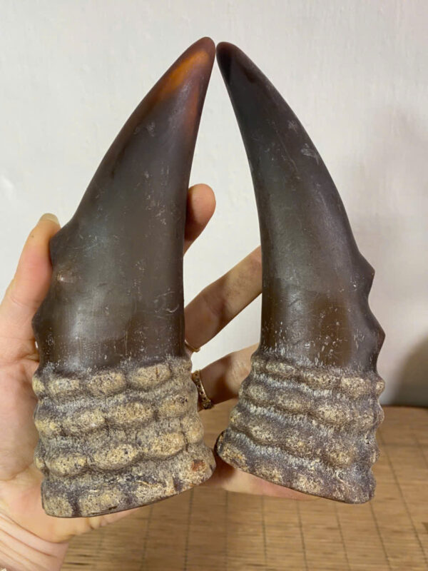 Cặp  sừng sáng thấu quang - Hình ảnh 3