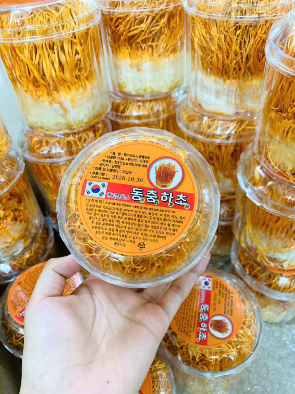 ĐÔNG TRÙNG HẠ THẢO DẠNG SỢI - Hình ảnh 2