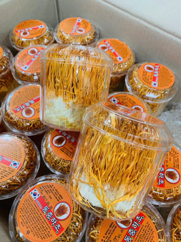 ĐÔNG TRÙNG HẠ THẢO DẠNG SỢI