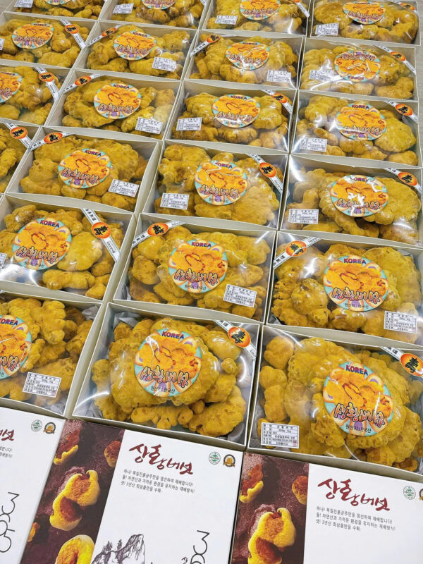 NẤM THƯỢNG HOÀNG - Hình ảnh 8