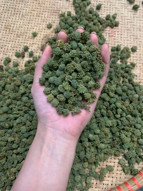 tam thất ngon bổ rẻ - Hình ảnh 2