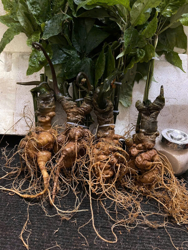 lô sâm 4 củ già