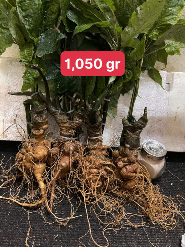 lô sâm 4 củ già - Hình ảnh 2