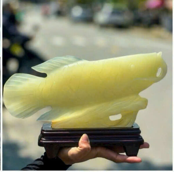 Cá rồng đá ngọc hoàng long