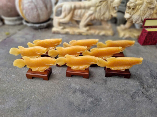 Cá rồng đá ngọc hoàng long - Hình ảnh 6