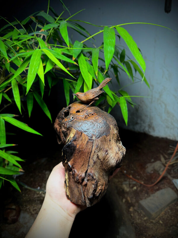 Nu trắc đen cũ quý hiếm - Hình ảnh 8