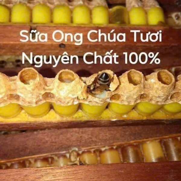 sữa ong chúa - Hình ảnh 3