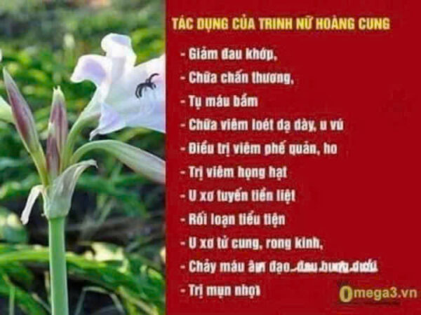 TRINH NỮ HOÀNG CUNG KHÔ - Hình ảnh 2