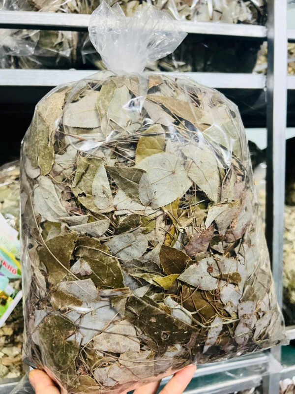 LÁ DÂM DƯƠNG HOẮC - Hình ảnh 5