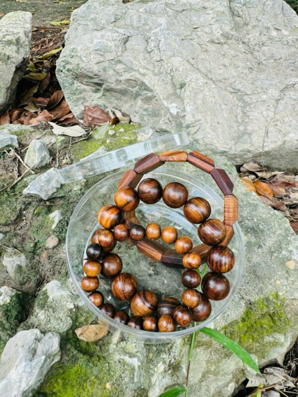 combo bách xanh mộc châu
