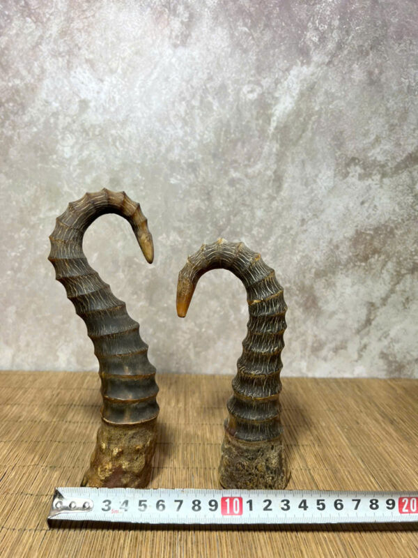 CẶP  Sừng  XƯA Xoắn - Hình ảnh 6