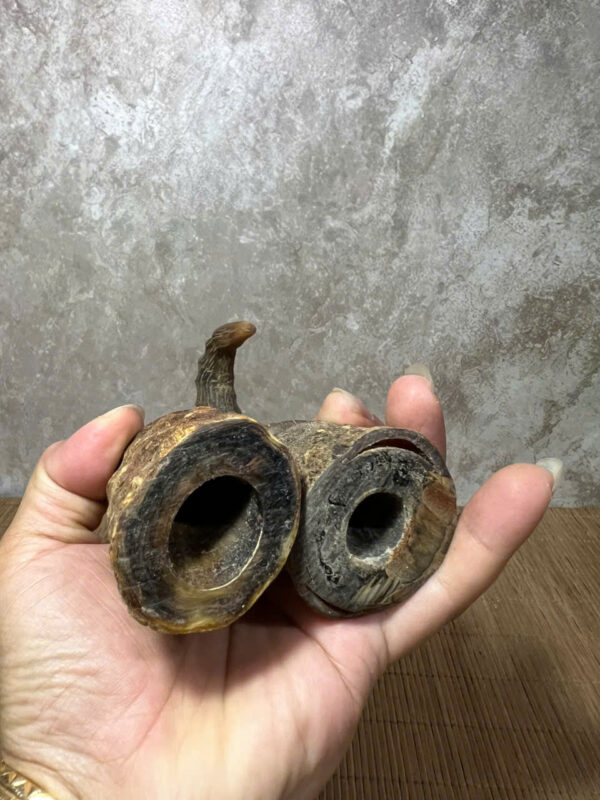 CẶP  Sừng  XƯA Xoắn - Hình ảnh 3