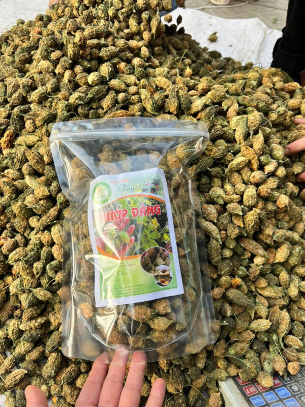 MƯỚP ĐẮNG RỪNG LAI CHÂU - Hình ảnh 2