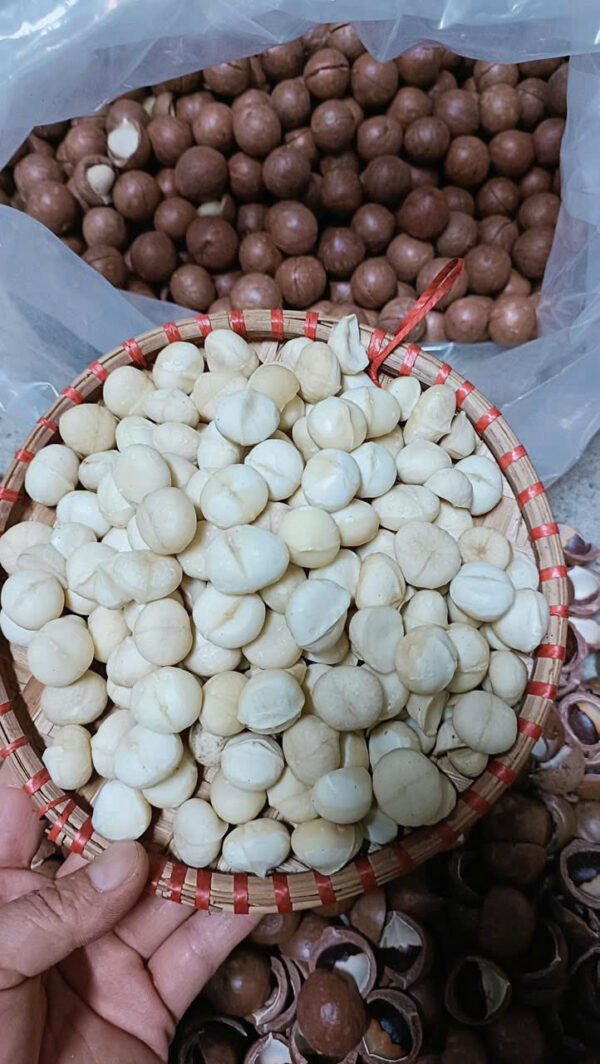 MACCA SẤY NỨT KHÔ - Hình ảnh 6