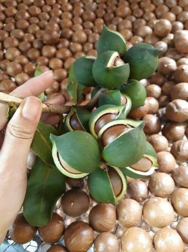 MACCA SẤY NỨT KHÔ - Hình ảnh 2