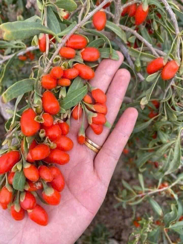 KỲ TỬ ĐỎ - HẠT TRƯỜNG THỌ - Hình ảnh 5