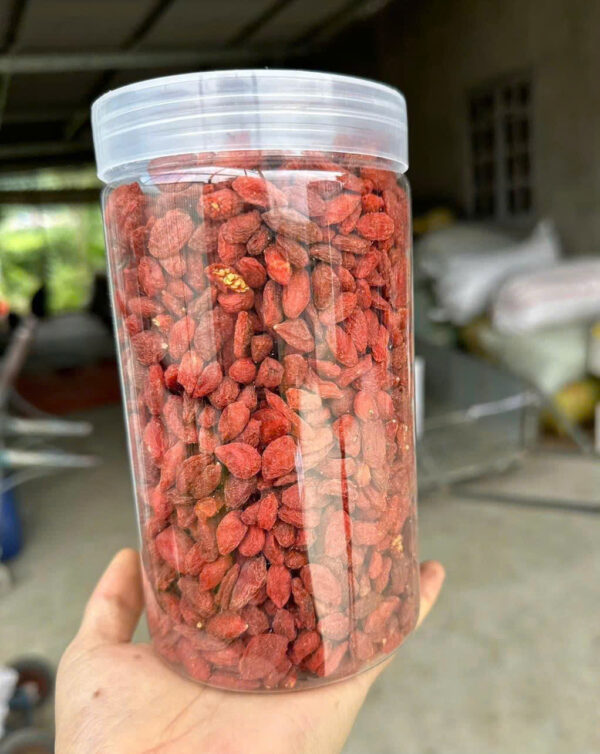 KỲ TỬ ĐỎ - HẠT TRƯỜNG THỌ - Hình ảnh 6