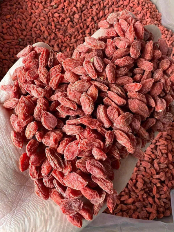 KỲ TỬ ĐỎ - HẠT TRƯỜNG THỌ - Hình ảnh 11