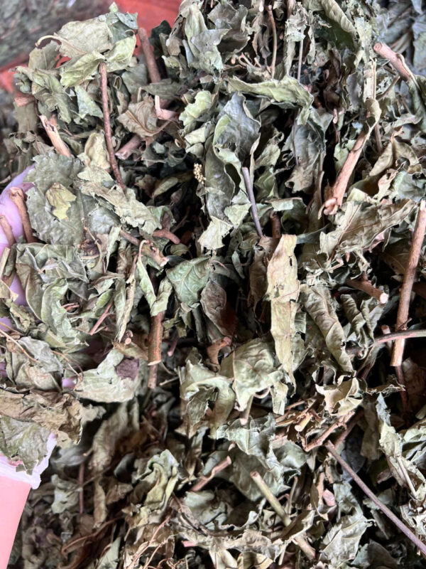 lá xạ đen - Hình ảnh 2