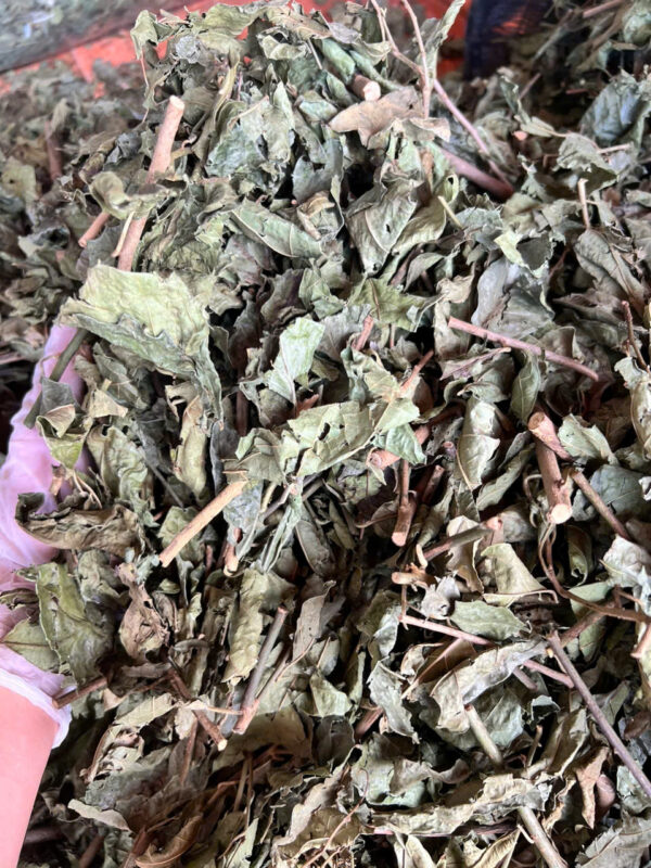 lá xạ đen - Hình ảnh 4