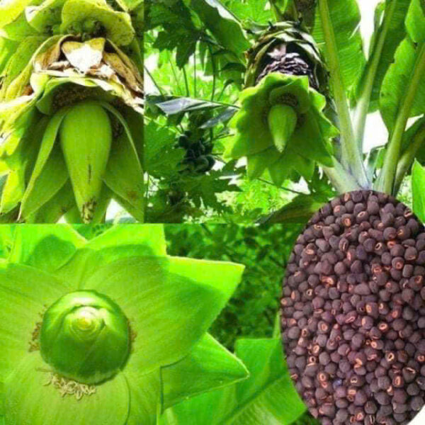 Hạt chuối cô đơn