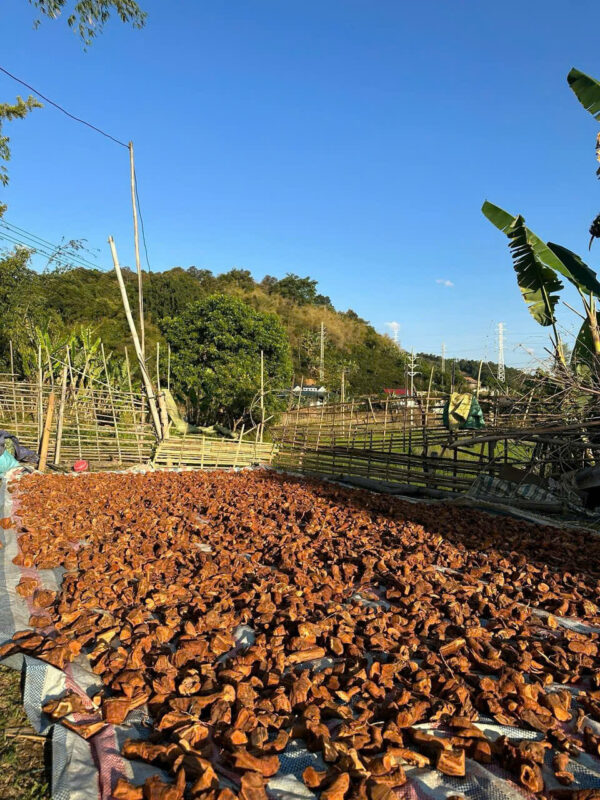 RỄ MÚ TỪN CHUẨN SỊN - Hình ảnh 6