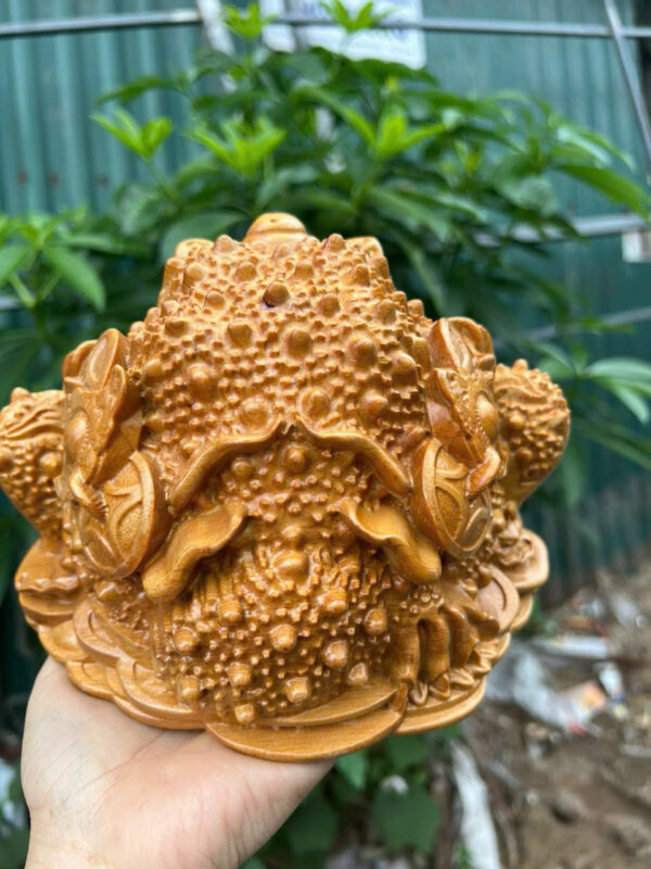 Thiềm thừ gỗ bách xanh - Hình ảnh 3