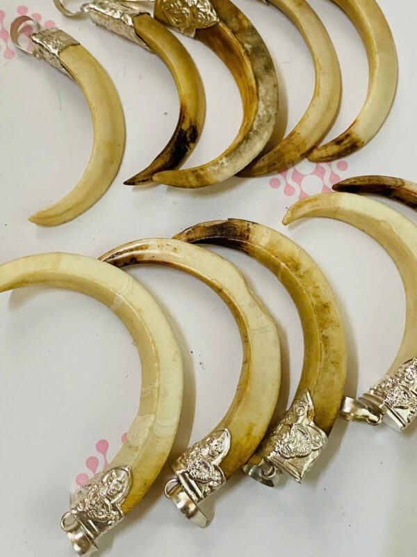 10nanh heo - Hình ảnh 6