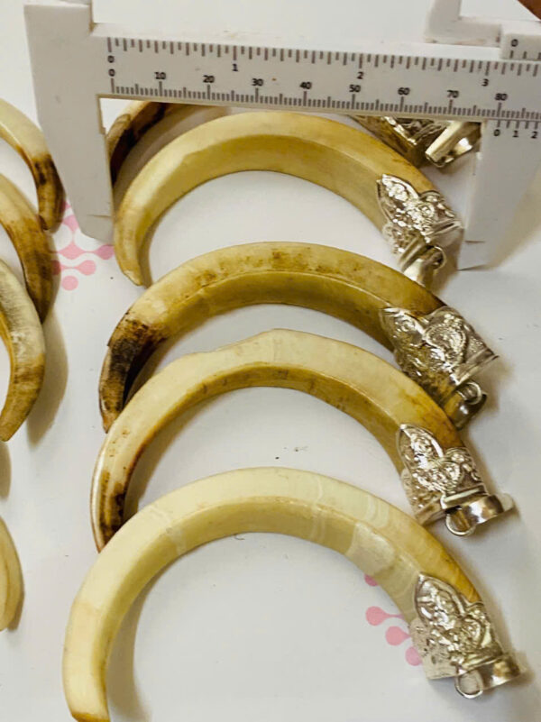 10nanh heo - Hình ảnh 4