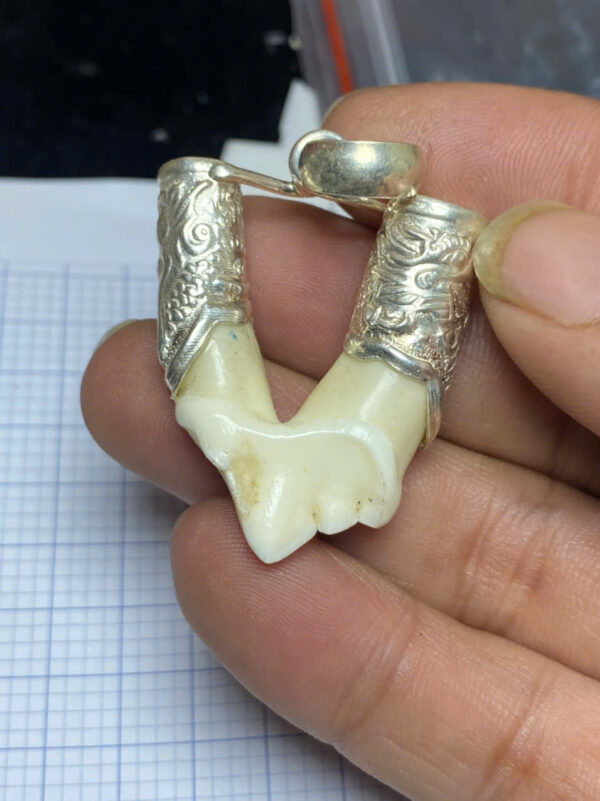 Em đang sẵn chiếc nanh