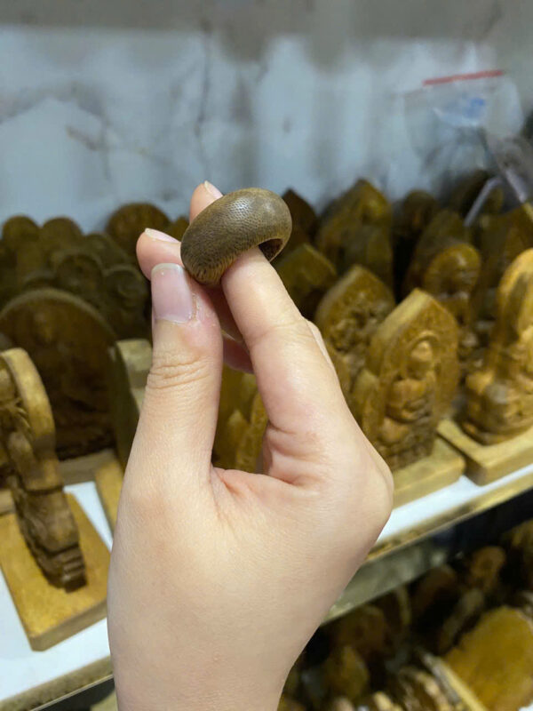Nhẫn trầm tốc vườn- Nhẫn sánh-  Nhẫn kiến - Hình ảnh 3