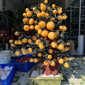 Cây đào vàng 88quả