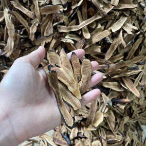 nấm lim xanh rừng hàng thát lát