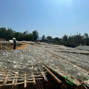 MIẾN THÁI TAY ĐIỆN BIÊN