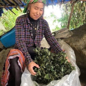 Lá đắng - vị lá thuốc nam chữa dạ dày